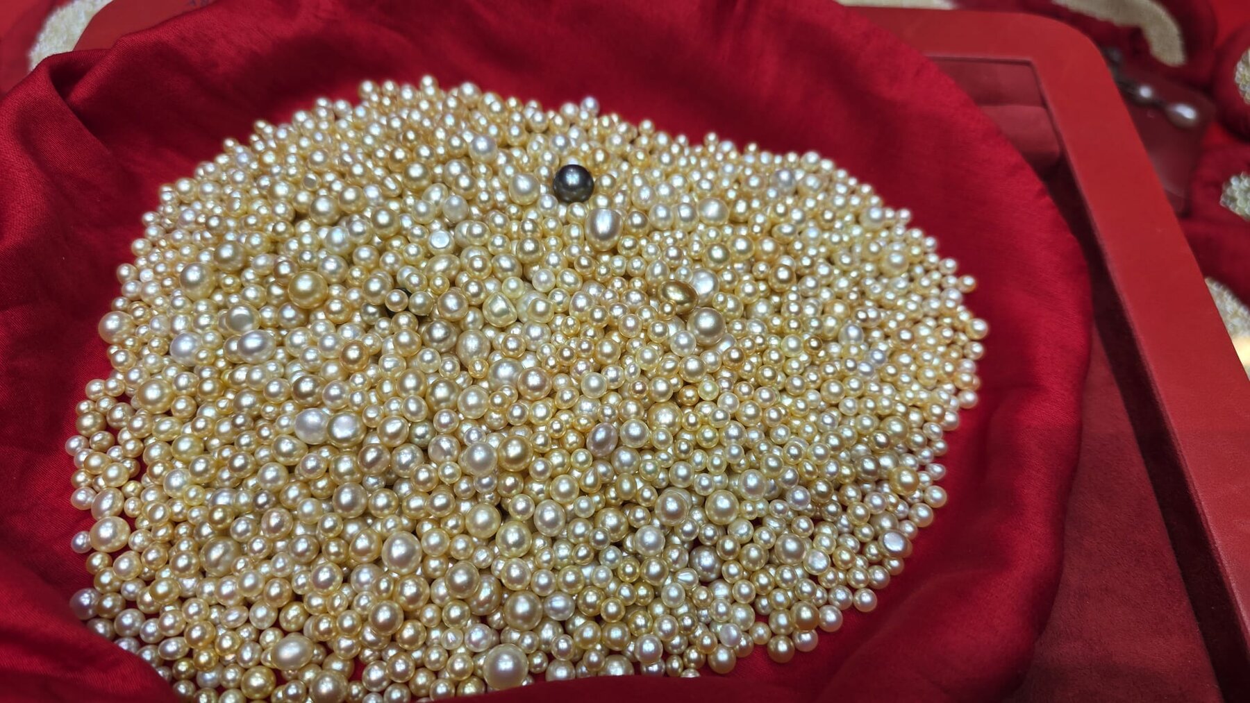 A large collection of natural golden and cream pearls of varying sizes arranged on red silk.